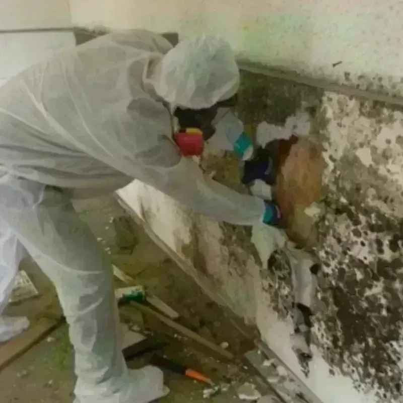 Mold Remediation and Removal in Milford, NH